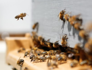 Lecture: Living Lab - Bees, biodiversity and urban sustainability